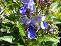 Rotheca myricoides